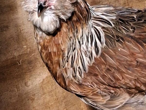 Brahma, Faverolle, silkies, cochins, - Main image