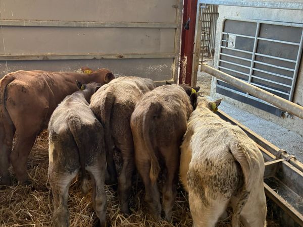 Charolais bulls - Main image