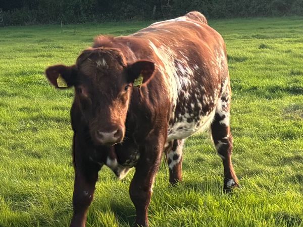 PDR Shorthorn Organic Bull (15mth) - Main image