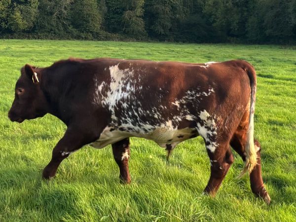 PDR Shorthorn Organic Bull (15mth) 4* - Main image