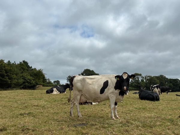 Cows in milk not in calf - Main image