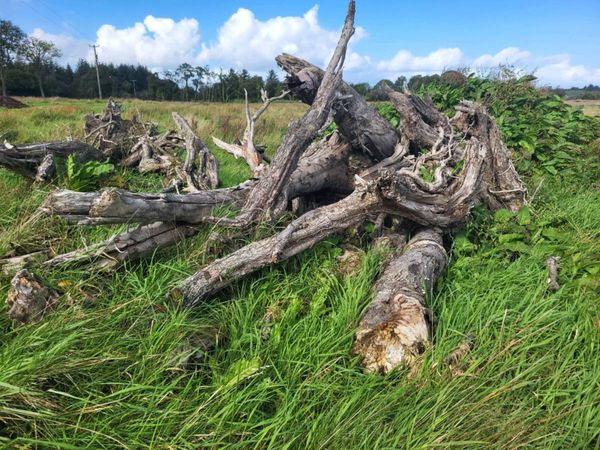 Firewood - Main image