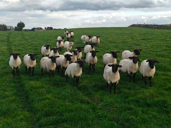 Breeding Ewes - Main image
