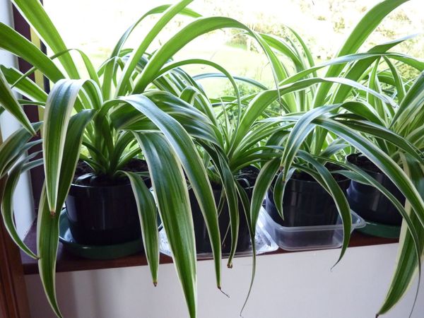 XL spider plants - Main image