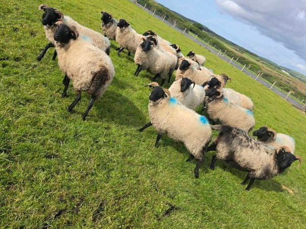 X21 Blackface hoggets - Main image