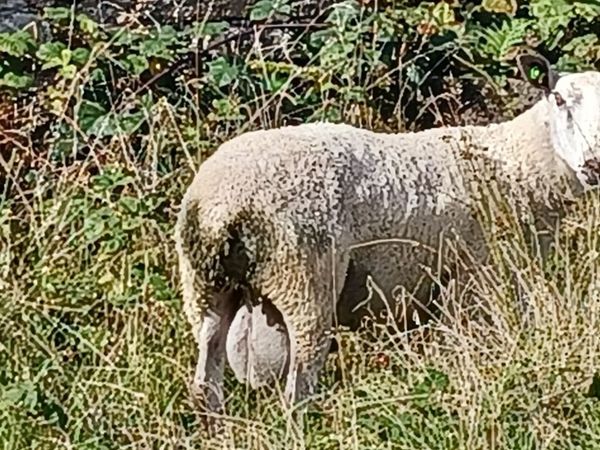 Purebred Bluefaced Leicester Ram- SIS Approved '24 - Main image