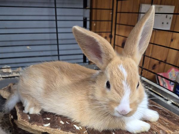 Baby bunnies - Main image