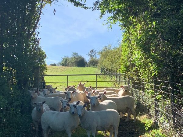 Charollais  cross Hoggets - Main image