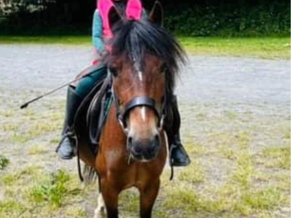 Show Pony - Main image