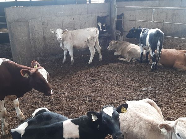 Cattle - Main image