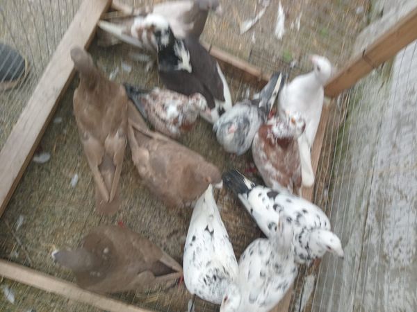 Pigeons - Main image