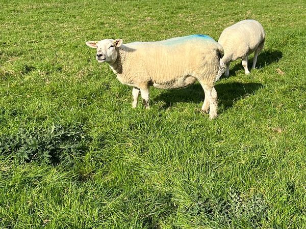 Hoggets - Main image
