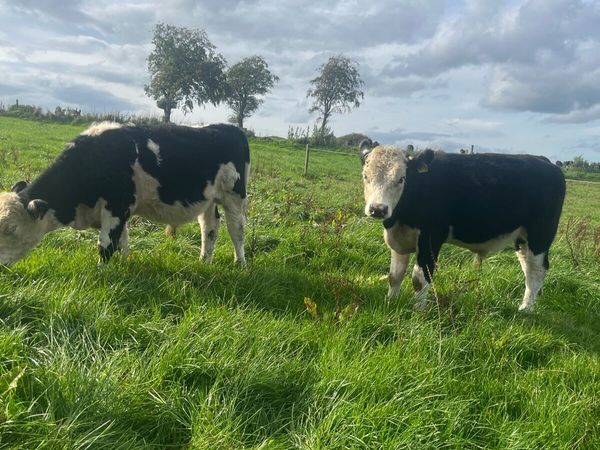 Weanling Bulls - Main image