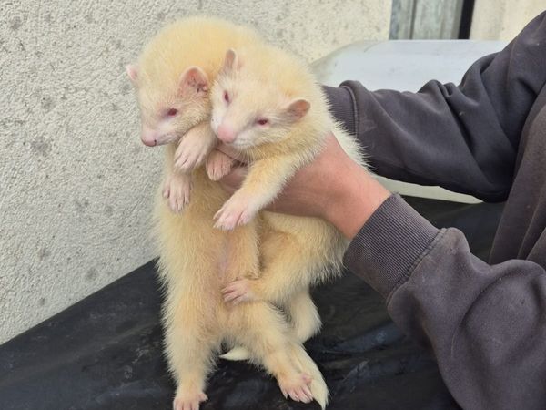 Ferrets - Main image
