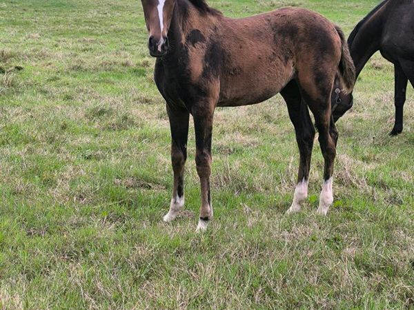 TBFilly Foal - Main image