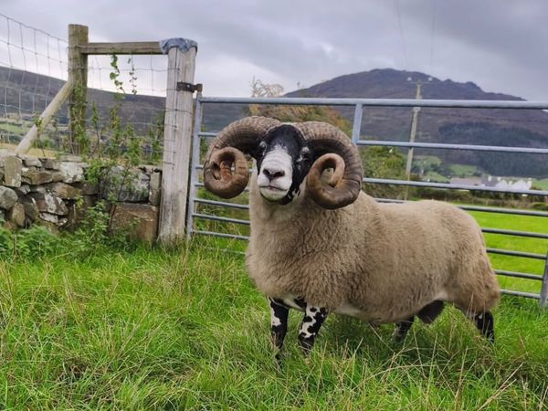 Lanark Hogget Ram for sale - Main image