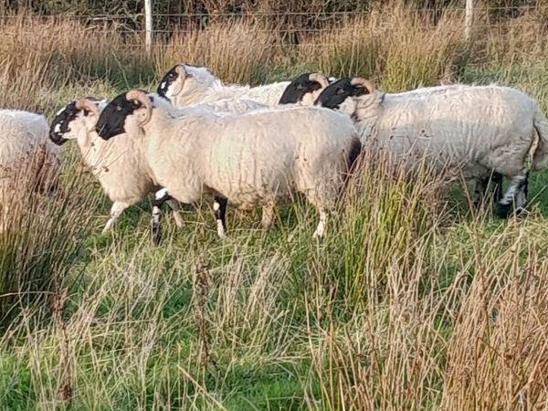 Organic Scotch Hoggets & 2 yr old - Main image