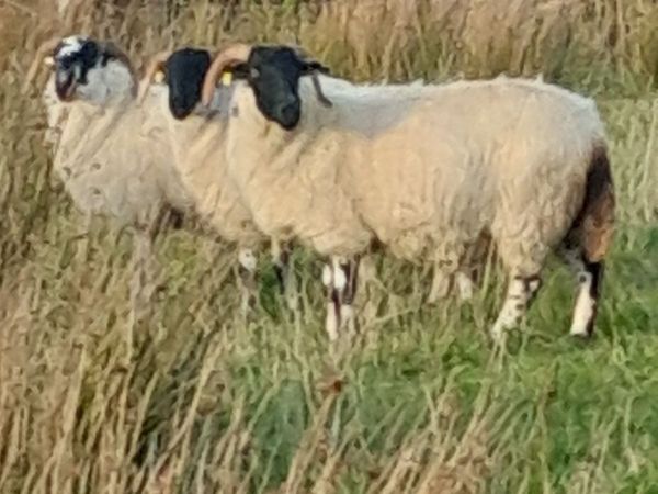 Organic Scotch Hoggets & 2 yr old - Main image