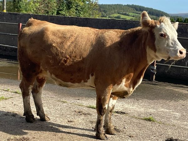 Super herford Incalf cow Incalf to limousine bull - Main image