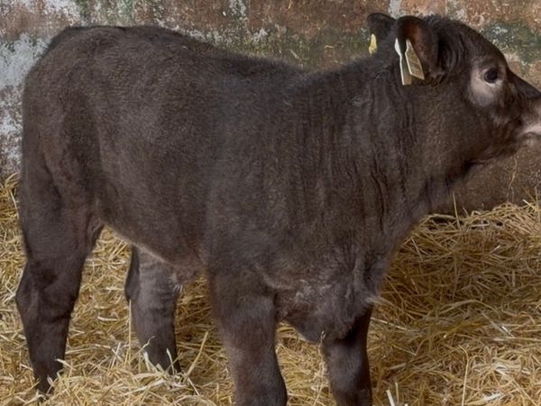 Smashing ai bread heifer calf - Main image