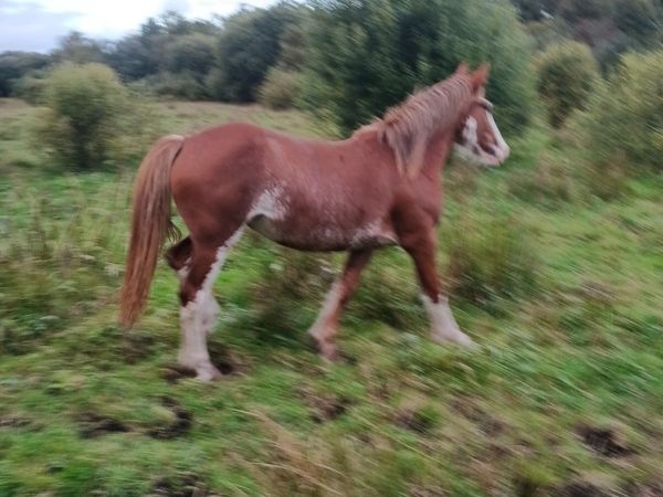 Year & a half's and foals - Main image