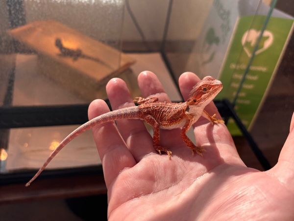 Bearded dragons - Main image