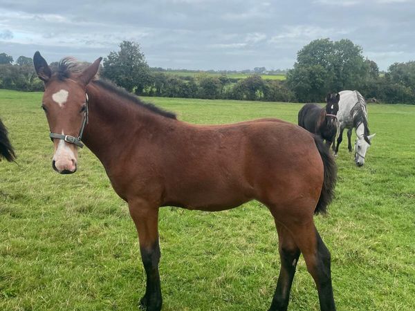 Irish Draught Filly Foal for sale - Main image