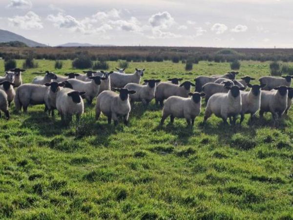 Suffolk x Blue Leicester Ewe lambs - Main image