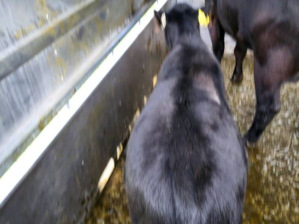 Elphin mart  5.30 pedigree cow and bull calf - Main image