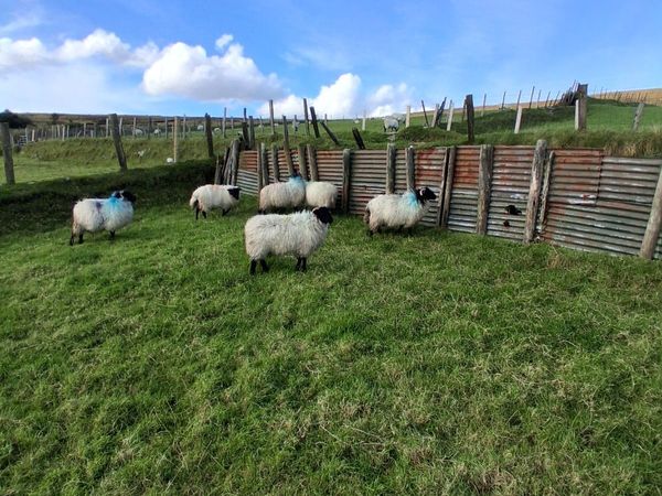 Six blackface mountain ewe lambs - Main image