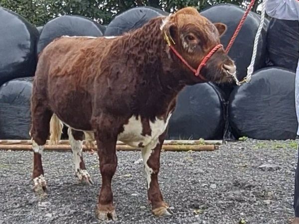 Irish Moiled bull - Main image