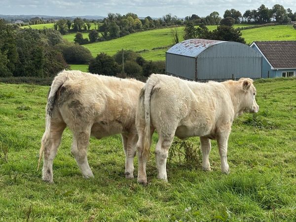 PBR Charolais Heifers - Main image