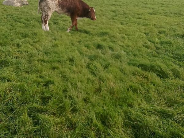 Beef cattle - Main image