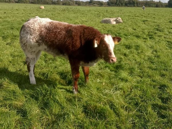 Beef cattle - Main image