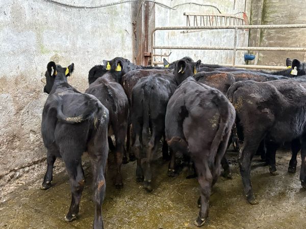 12 Angus heifer Weanlings - Main image