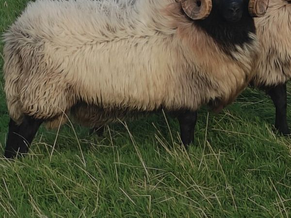 Mayo mountain hog rams - Main image