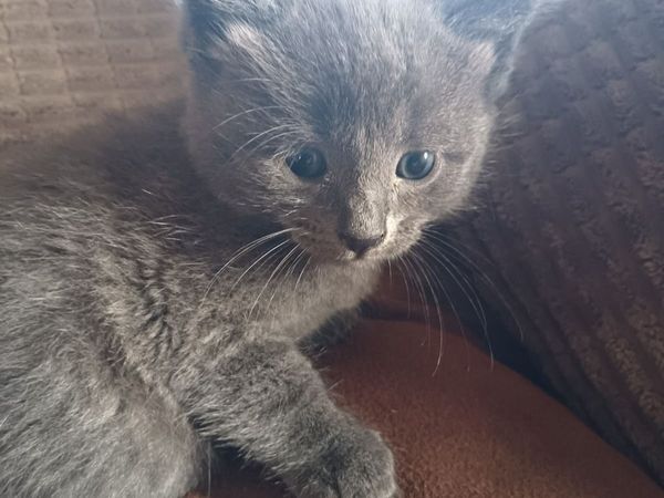 Kittens - Main image