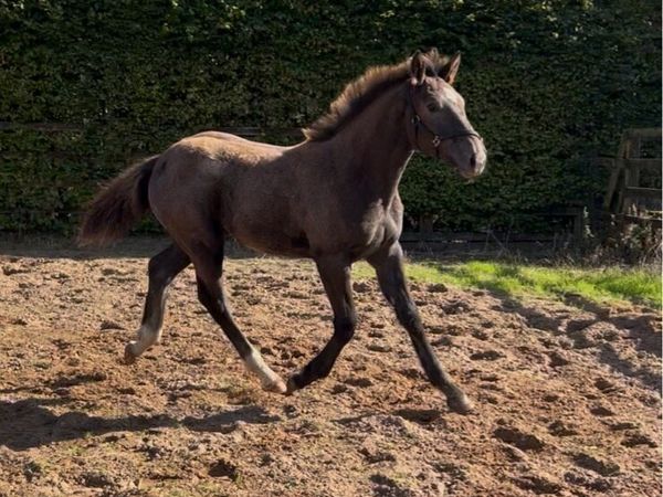 Two Quality Irish Draught Filly Foals - Main image