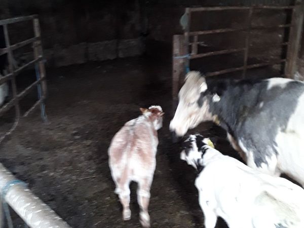 2 Easy calving cows with calves at foot. - Main image