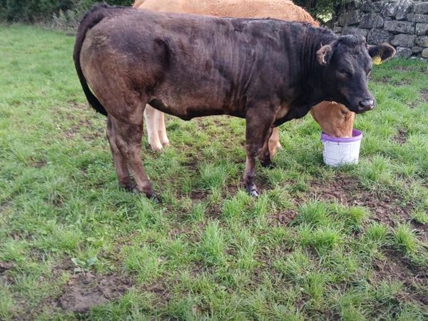 Breeding heifers ballinasloe mart 30th - Main image