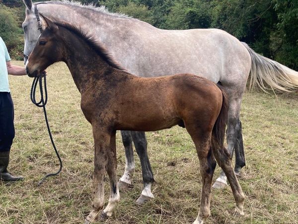 OBOS Quality colt foal - Main image