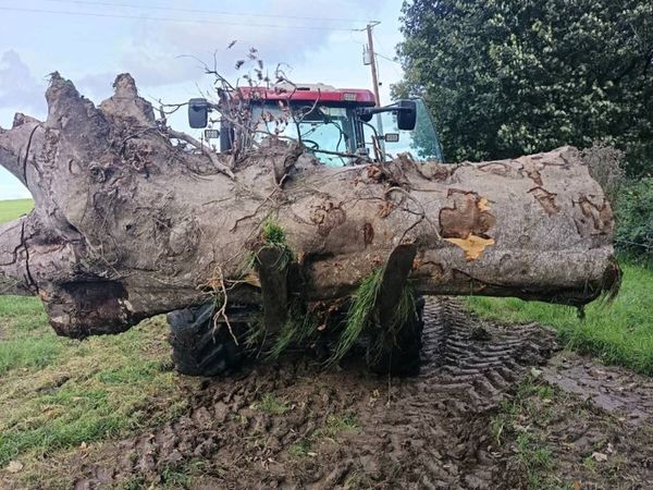 Beech Firewood - Main image