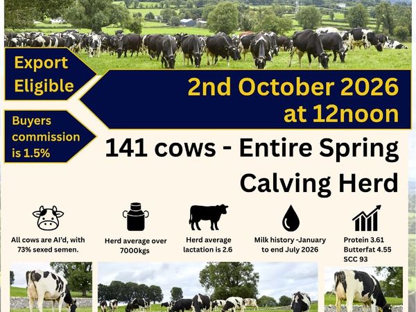 Dairy Cows- Bellair Estate Herd Dispersal - Main image