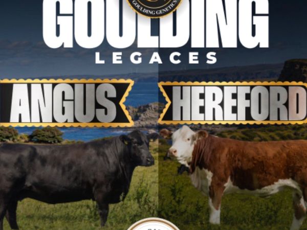 PEDIGREE ABERDEEN ANGUS FEMALES FOR SALE - Main image