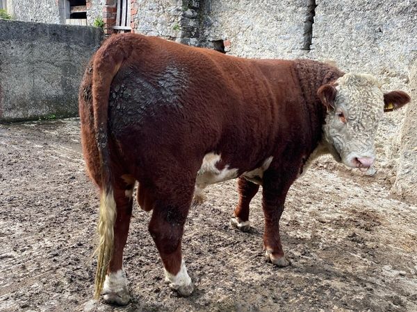 Hereford Bull - Main image