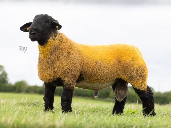 Pedigree rams at delvin mart. - Main image