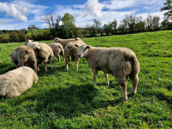 Pedigree rams - Main image