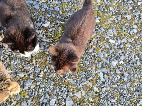Kittens - Main image