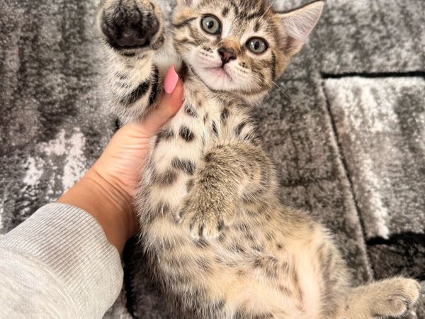 Kittens with Bengal mix - Main image