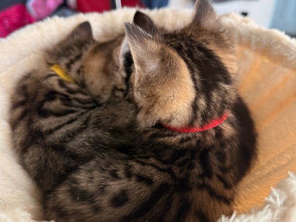 Kittens with Bengal mix - Main image